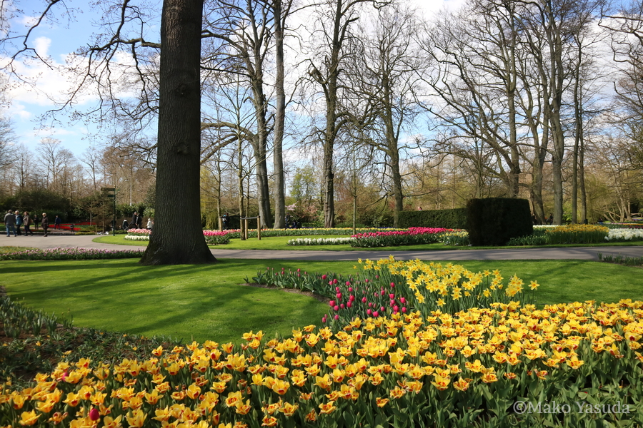 チューリップや水仙が咲く園内